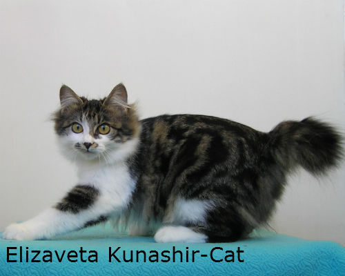      Kunashir-cat