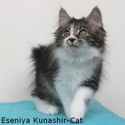      Kunashir-cat
