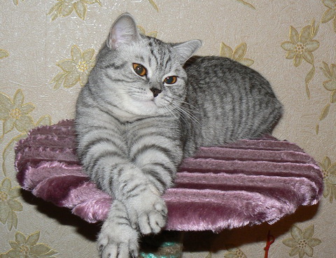 Британская Короткошерстная Кошка Фото Описание