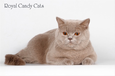      Royal Candy Cats