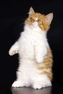 манчкин кошка тольятти