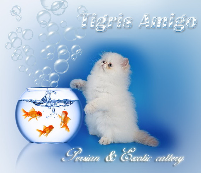      Tigris Amigo