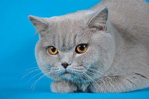 Британская короткошерстная. Порода кошек. Мурманск. Фотографии. Описание и  стандарт породы. Питомники британских короткошерстных кошек из Мурманска.