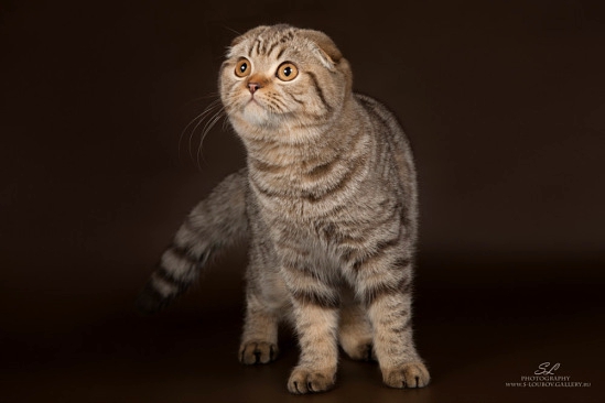 Короткошерстная Вислоухая Кошка Фото