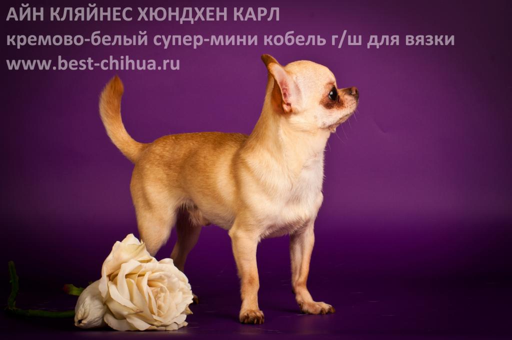 Чихуахуа. Порода собак. Москва. Фотографии. Описание и стандарт породы.  Питомники чихуахуа из Москвы.
