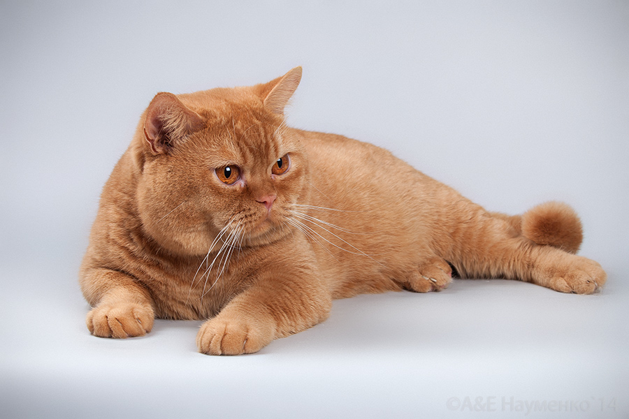 Winterose, питомник британских короткошерстных кошек, Ярославль. Британские  короткошерстные котята, которых можно купить