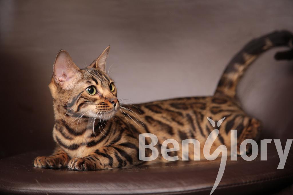 Бенгальские кошки