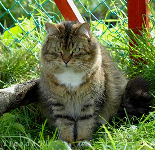 сибирская кошка котята спб