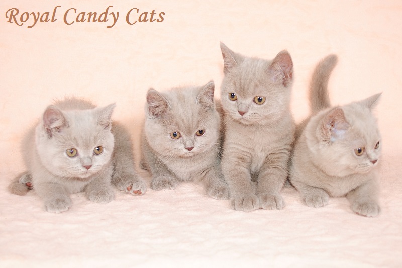      Royal Candy Cats