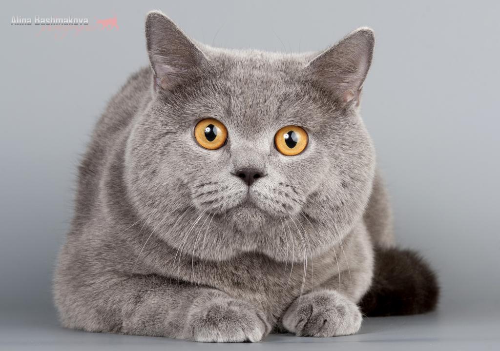 Британская Кошка Котенок Фото