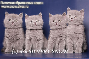      Silvery Snow