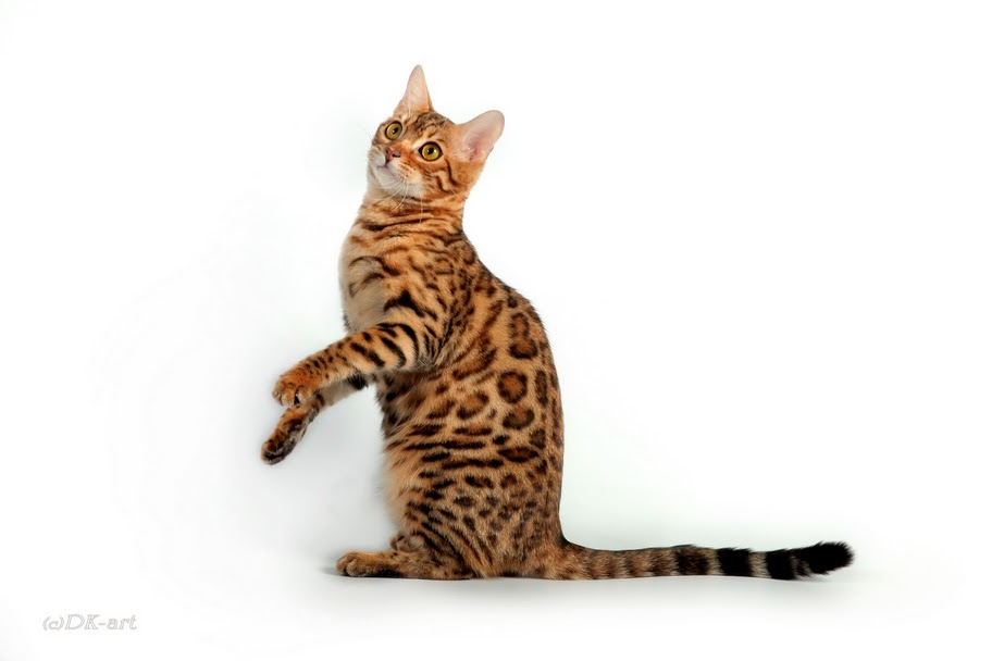 бенгальская кошка сколько стоит екатеринбург