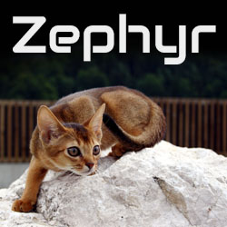      Zephyr
