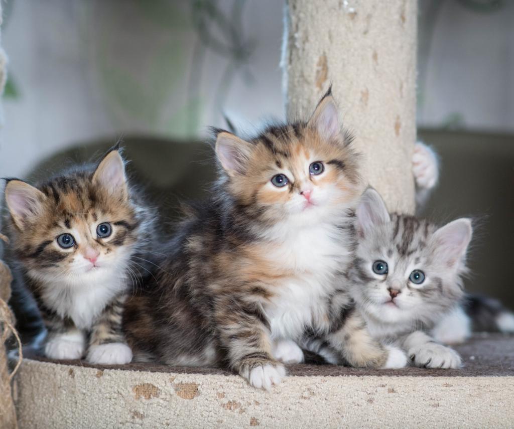 сибирские кошки екатеринбург