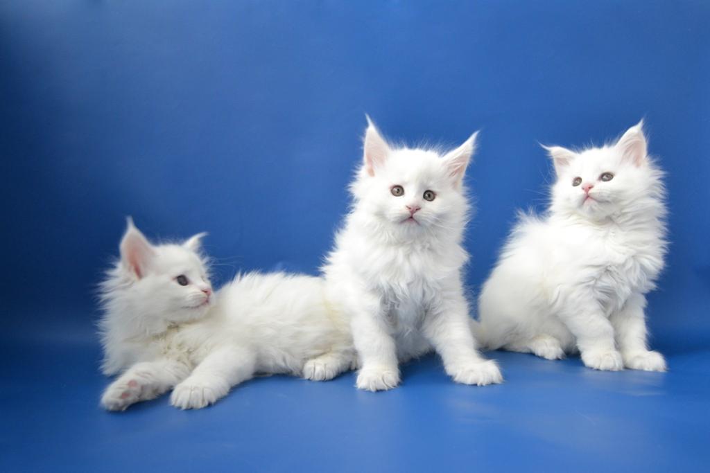Мейнкун кот белый (30 фото)
