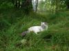 Сибирская кошка