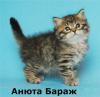 Сибирская кошка