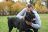 Cane Corso