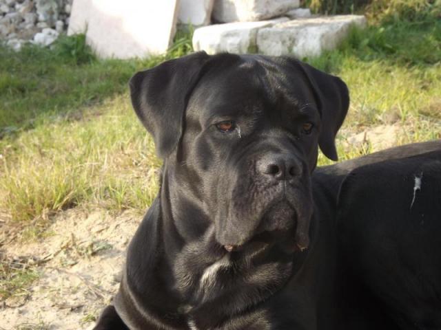 Корсо с ушами фото Корсо с ушами фото