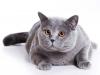 фото с выставки кошек