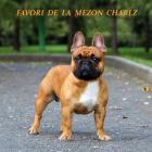 Французский бульдог