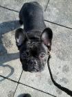 Французский бульдог