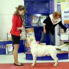 Без породы для вязки, Санкт-Петербург