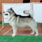 Аляскинский маламут для вязки, Караганда