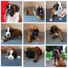 Боксер для вязки, Щелково