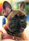 Французский бульдог