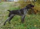 Дратхаар (немецкая жесткошерстная легавая) для вязки, Мытищи