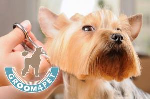 Различные услуги для домашних животных в Москвe фото питомника Различные услуги для домашних животных в Москвe