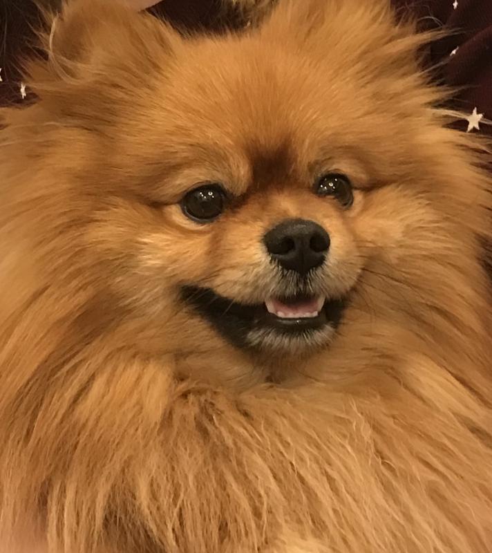 Фото породы Немецкий шпиц