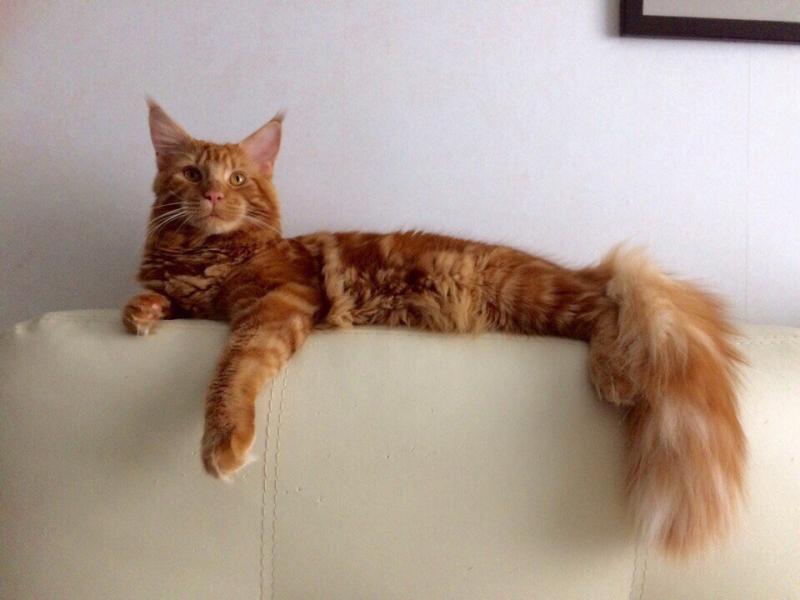 Фото породы Мейн-кун