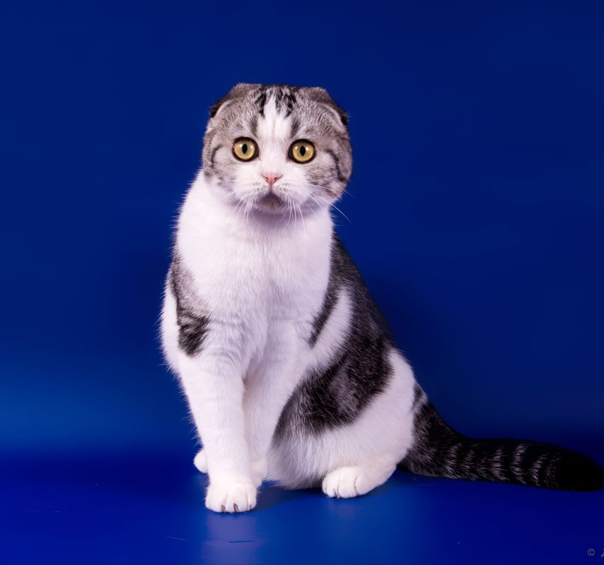 Фото породы Шотландская вислоухая (Скоттиш-фолд)