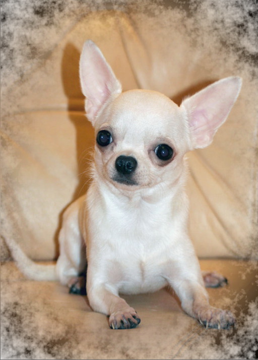 Фото породы Чихуахуа