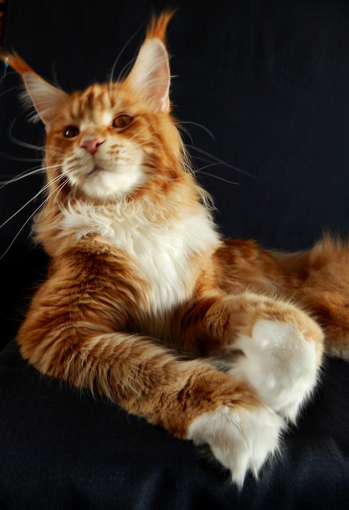 Фото породы Мейн-кун