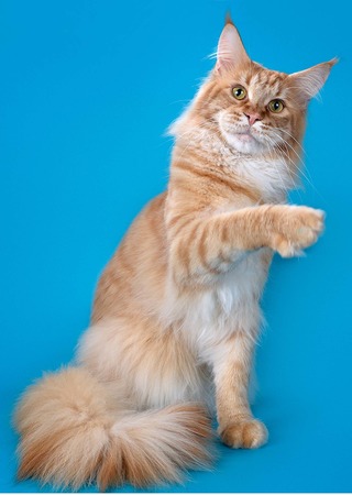 Фото породы Мейн-кун