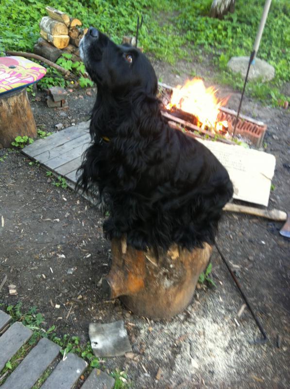 Фото породы Английский кокер-спаниель