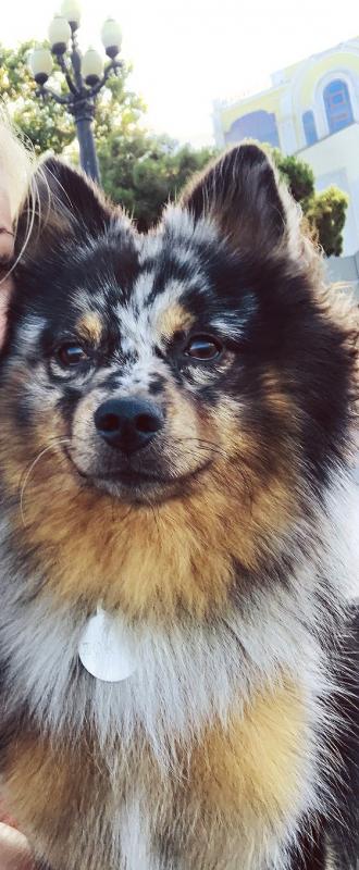 Фото породы Немецкий шпиц