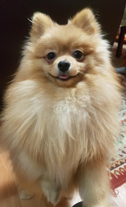 Фото породы Немецкий шпиц