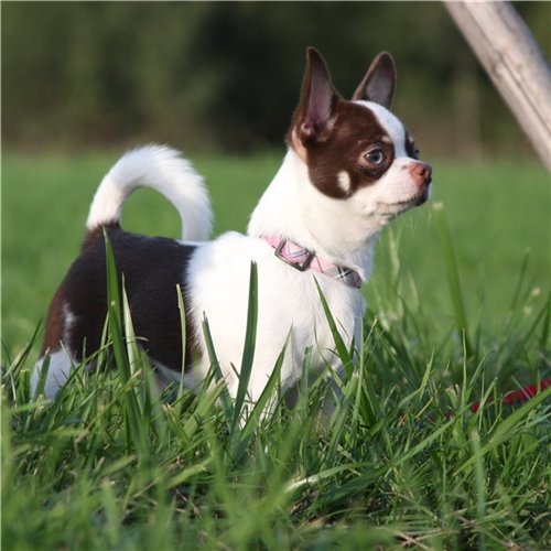 Фото породы Чихуахуа