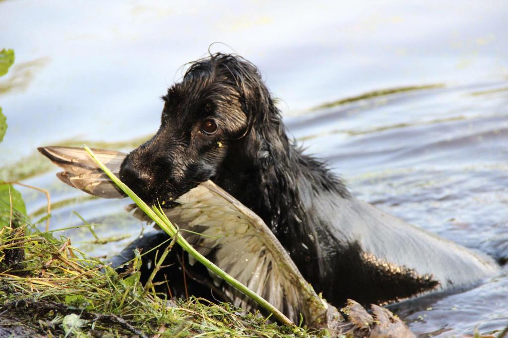 Фото породы Английский кокер-спаниель