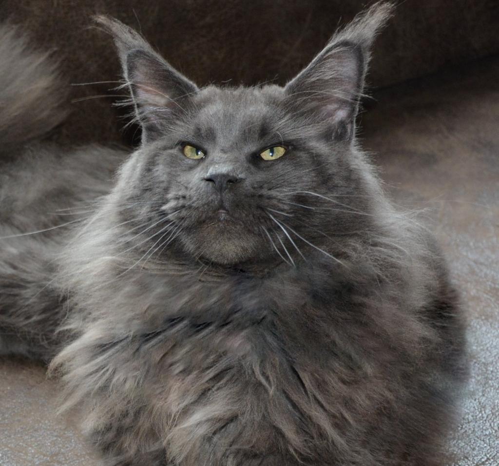 Фото породы Мейн-кун