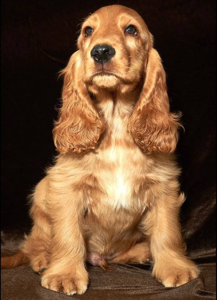 Английский кокер-спаниель