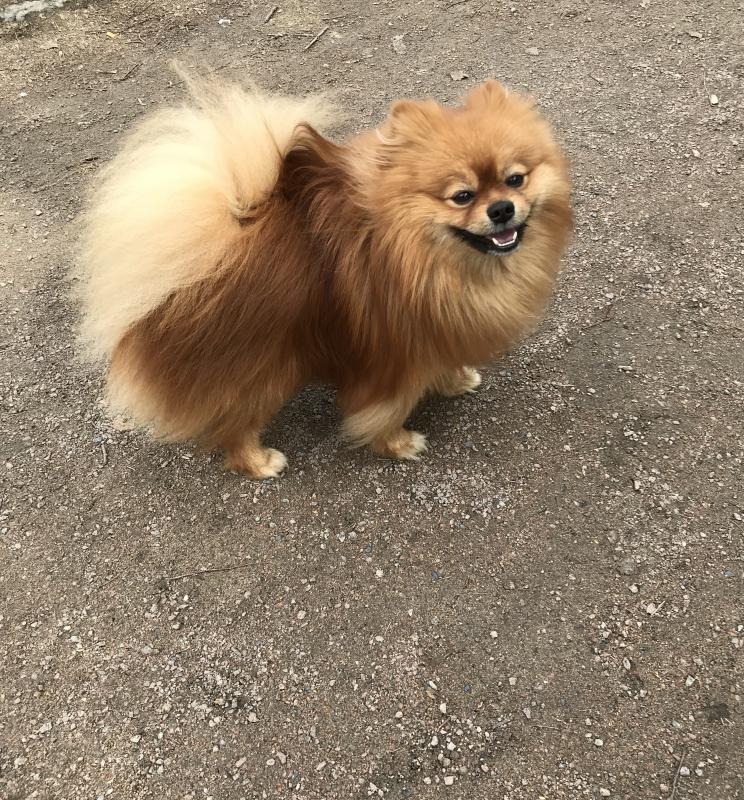 Фото породы Немецкий шпиц