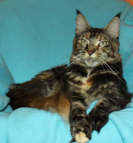 Фото породы Мейн-кун