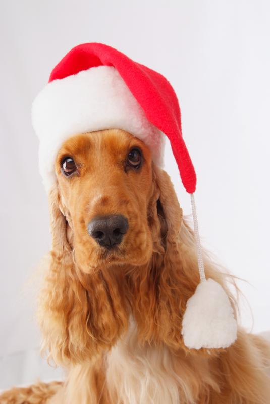 Фото породы Английский кокер-спаниель