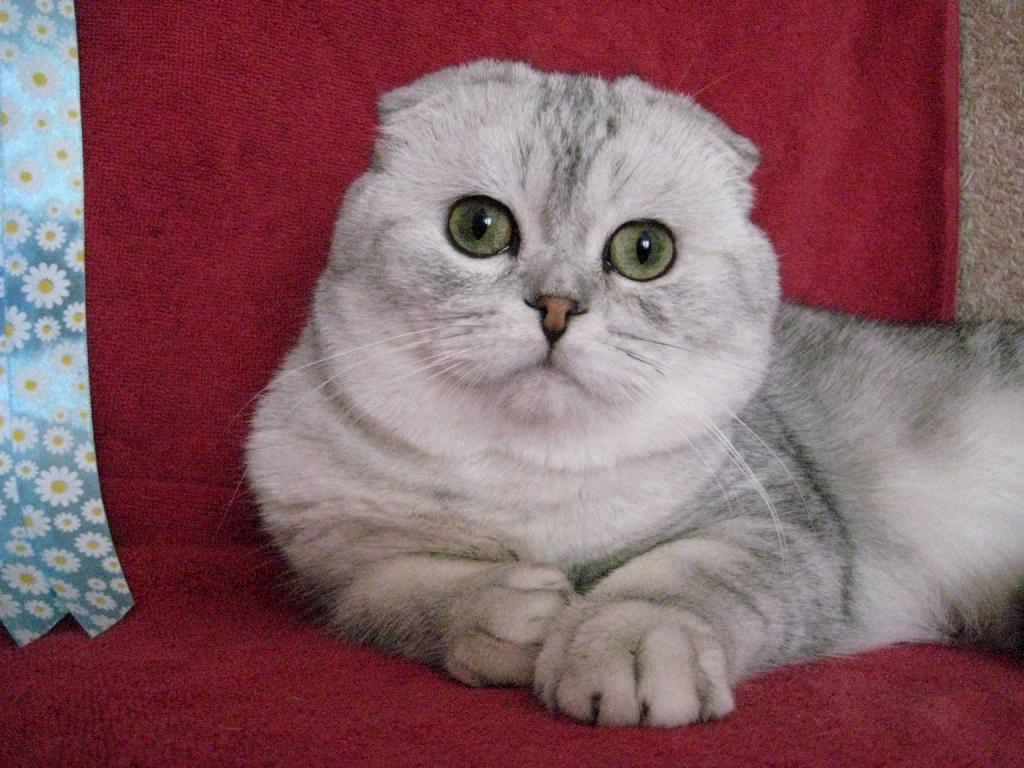 Фото породы Шотландская вислоухая (Скоттиш-фолд)