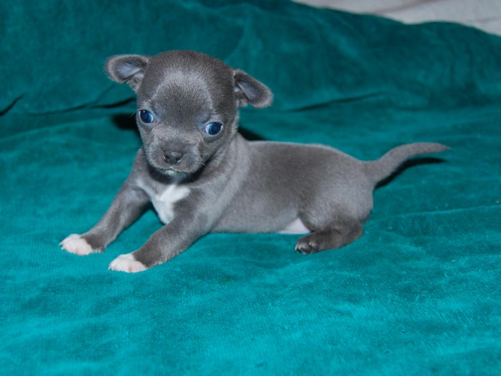 Фото породы Чихуахуа